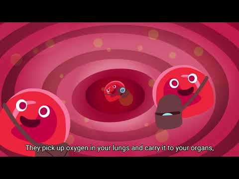 Don’t Miss A Beat: All About Blood