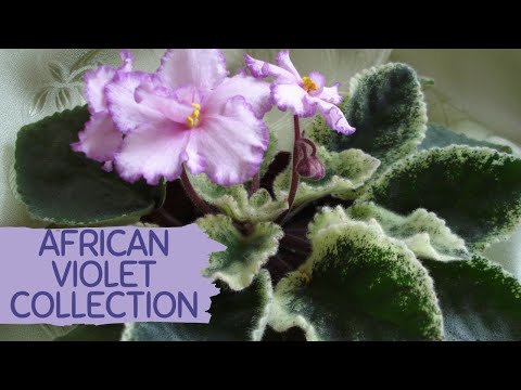 , title : 'AFRICAN VIOLETS | SAINTPAULIA COLLECTION'