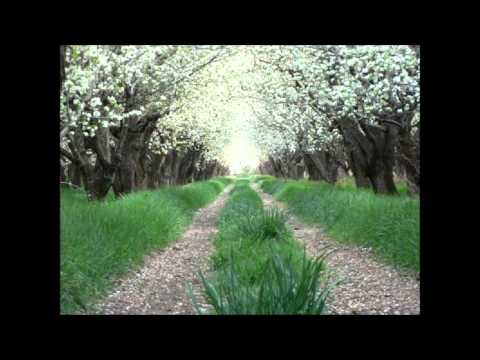 In The Orchard 2011 video