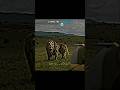 Lion Vs Tiger Shorts Lion Liontiger Lionvstiger Shortsfeed Trending Wildlife Animals