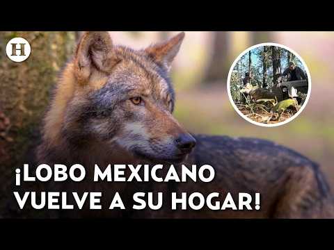 They howl again in their habitat! Mexican wolves return to ...