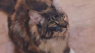 Purina Quality Cat Food? Just Look for Our Name