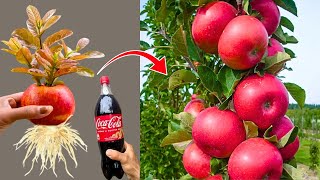 How to Grow an Apple Tree from an Apple at Home 🍎 | Step-by-Step Guide