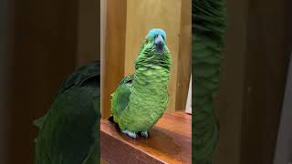 Como é grande meu amor por você - Papagaios falantes Pedro e Pedrita