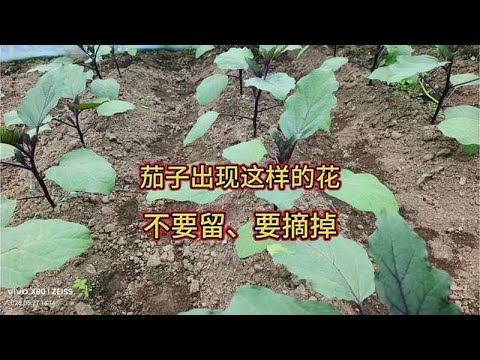 茄子上面出现这样的花，别贪多，该摘了摘