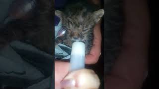 Можно ли кормить котенка коровьим молоком