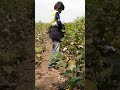 Kapashi Yechale Gau Mi Wavarma Padi Gau Ek Porna Pyarma