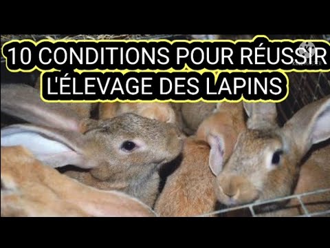 , title : 'LES 10 CONDITIONS POUR RÉUSSIR L'ÉLEVAGE DES LAPINS'