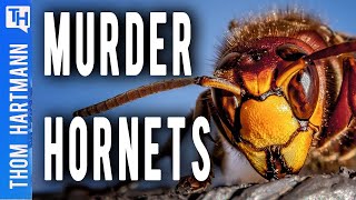 Are the Murder Hornets Out to Get You? (w/ Prof. Gard W. Otis)