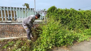Overgrown Hedges Are a Frustration - We're Here to Help Them Clean Up