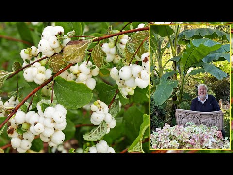 SYMPHORIANA, A MULTI-PURPOSE SHRUB, AND A SYMPHONY OF AUTUMN BERRIES. Le Quotidien du Jardin No. 434