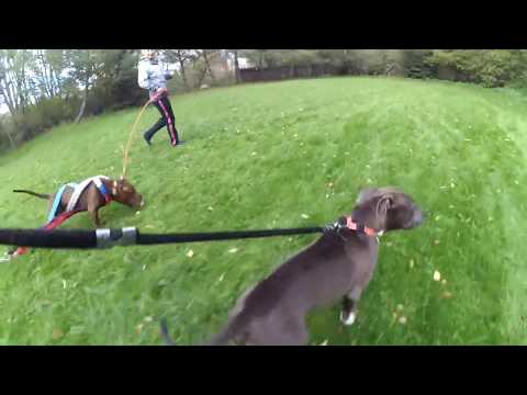 Workout dogs - Bullsport phase 1
