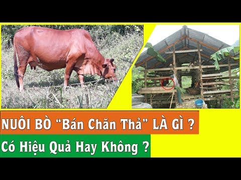 BÒ NUÔI BÁN CHĂN THẢ PHÙ HỢP CHO HẦU HẾT CÁC HỘ NUÔI ?