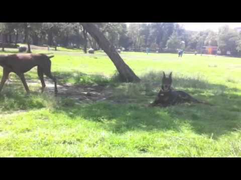 Anubis, Zeus & Nassim