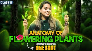 Anatomy of Flowering Plants Class 11 One Shot | NCERT Biology Full Chapter Revision | CBSE 2024-25