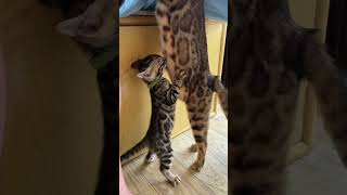 The funniest animals / Fun with cats and dogs 2024