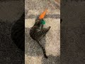 Gray Tabby Cat Loves His Carrot Toy