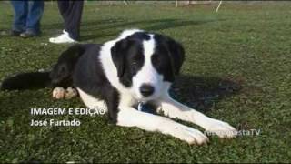 preview picture of video 'Cães de pastoreio competem em Proença-a-Velha'