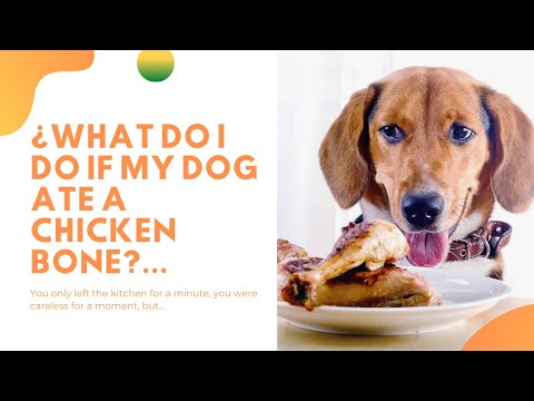 🍗 🦴 ¿WHAT DO I DO IF MY DOG ATE A CHICKEN BONE?