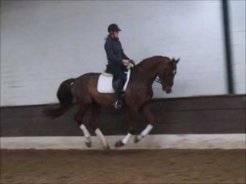 DANMORE 5j. v. Don Martino - Argentinus VB 9.000,- Euro