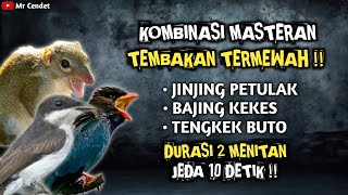 Download lagu KOMBINASI MASTERAN TEMBAKAN TERMEWAH || JINJING PETULAK, BAJING KEKES DAN TENGKEK BUTO !! mp3