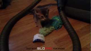 preview picture of video 'SlowPro iPhone Demo - Abyssinian Kitten'
