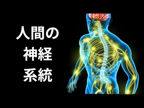 神経について詳しく解説