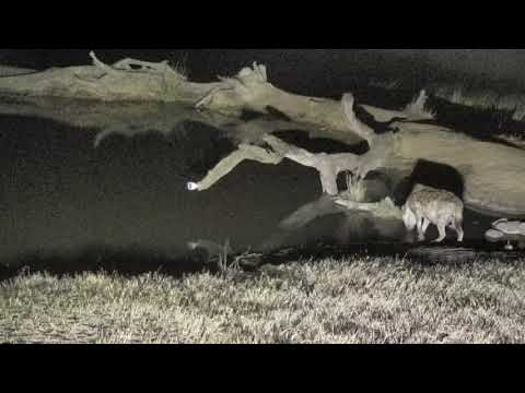 Djuma: Hosana watches lone Hyena come in for a drink - 00:40 - 08/05/18