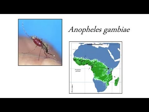 Breakdown of Reproductive Isolation Between Incipient species of the African Malaria Mosquito Video