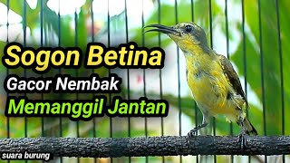 Download lagu CUIT CUIT SOGON BETINA GACOR MEMANGGIL JANTAN, PENAIK EMOSI SOGON TROTOL GACOR METALIK JANTAN GACOR mp3