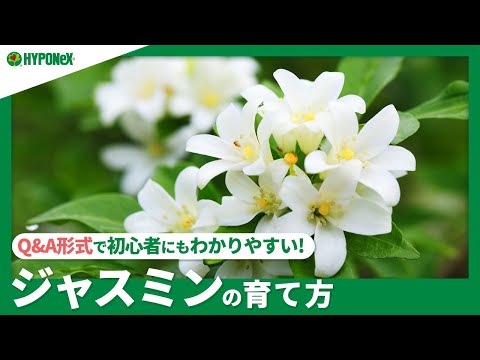 スタージャスミン肥料