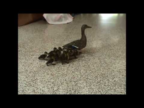 Ducklings walking through Charles City, Iowa school