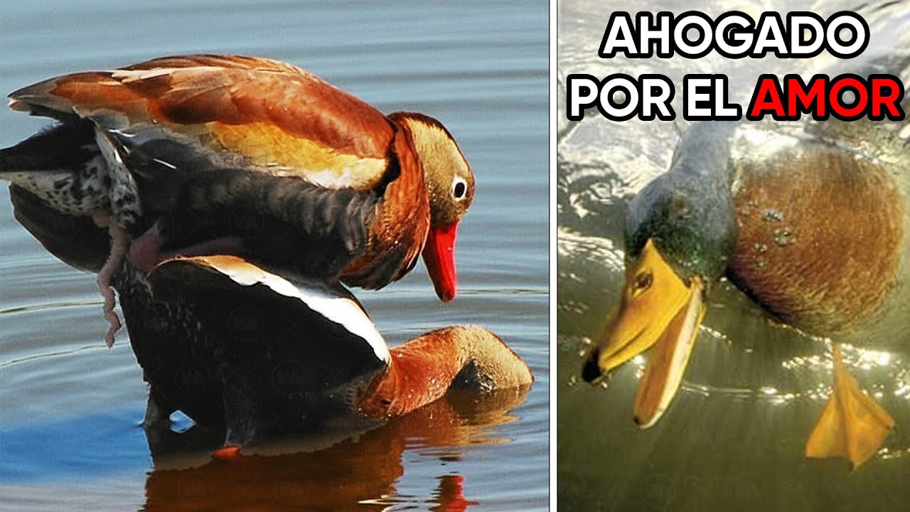 Animales Que Se Aparean Hasta La Muerte