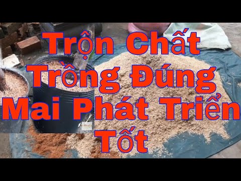 Trồng Mai Vàng Ngày Tết | Công Thức Trộn Chất Trồng Để Mai Phát Triển Tốt | Lam vuon 2020 vlog
