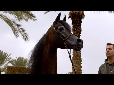 EMERALD J - 2023 PSAIAHF Platinum Champion Stallion