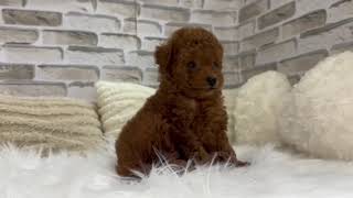 タイニープードルの動画01