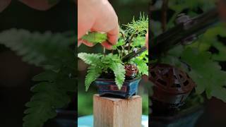 松ぼっくり豆盆栽のシダ大量剪定 #bonsai  #plants #shorts