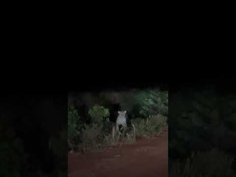 Onça pintada só de olho na estrada Jaciara MT