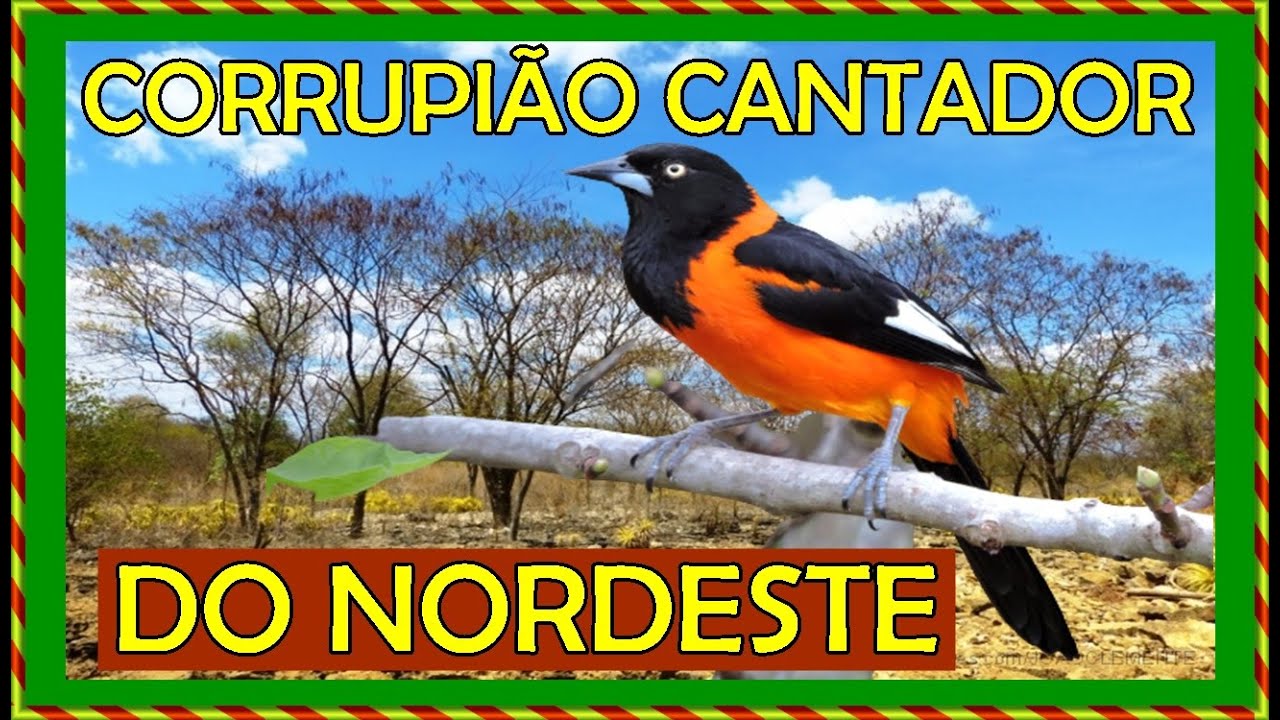 CORRUPIÃO CONCRIZ CANTADOR DO NORDESTE / MELHOR CANTO DO CORRUPIÃO PARA ESQUENTAR E ENSINAR