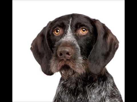 German Wirehaired Pointer
