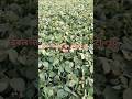 डबल तलवार बेराइटी मूंग Dabal तलवार Mung Short Farmin