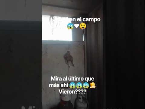 ESTOFADO DE JABALÍ EN PATAGONES 😱🔥 RECETA DE CAMPO REAL