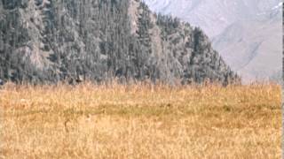 Трейлер: Мимино