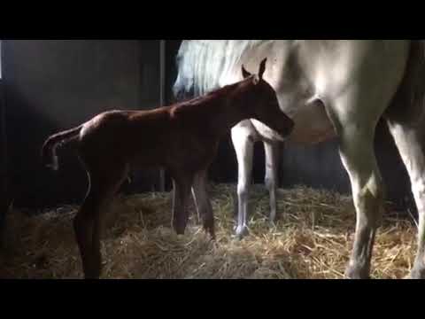 Ahlborns Maira (Muranas Jassehr x Muranas Mooneerah)