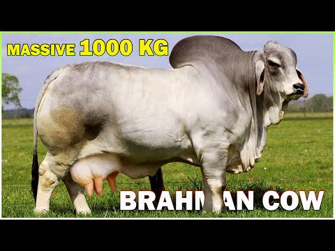 Meet the Massive 1000 KG Brahman Cow | Giant Brahman Cow | Big Brahman Cow
