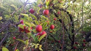 preview picture of video 'World's best Apple Saspolo from northern Pakistan'