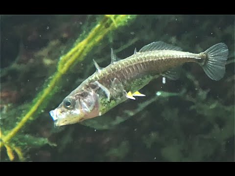 ガステロステウス・アキュレアトゥス