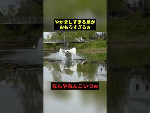 やかましすぎる鳥さんw#すごい #お笑い #鳥 #shorts