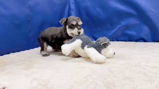 ミニチュアシュナウザーの動画01