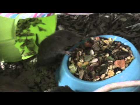 W nest in de grote kooi